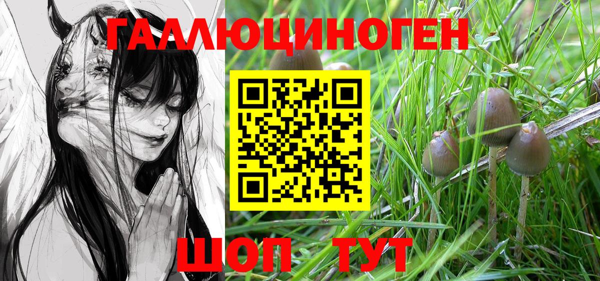 Галлюциногенные грибы Psilocybine cubensis Астрахань